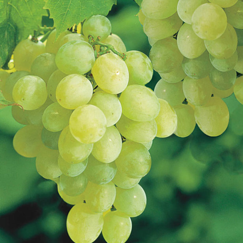 Pick of the Week - Thompson Seedless