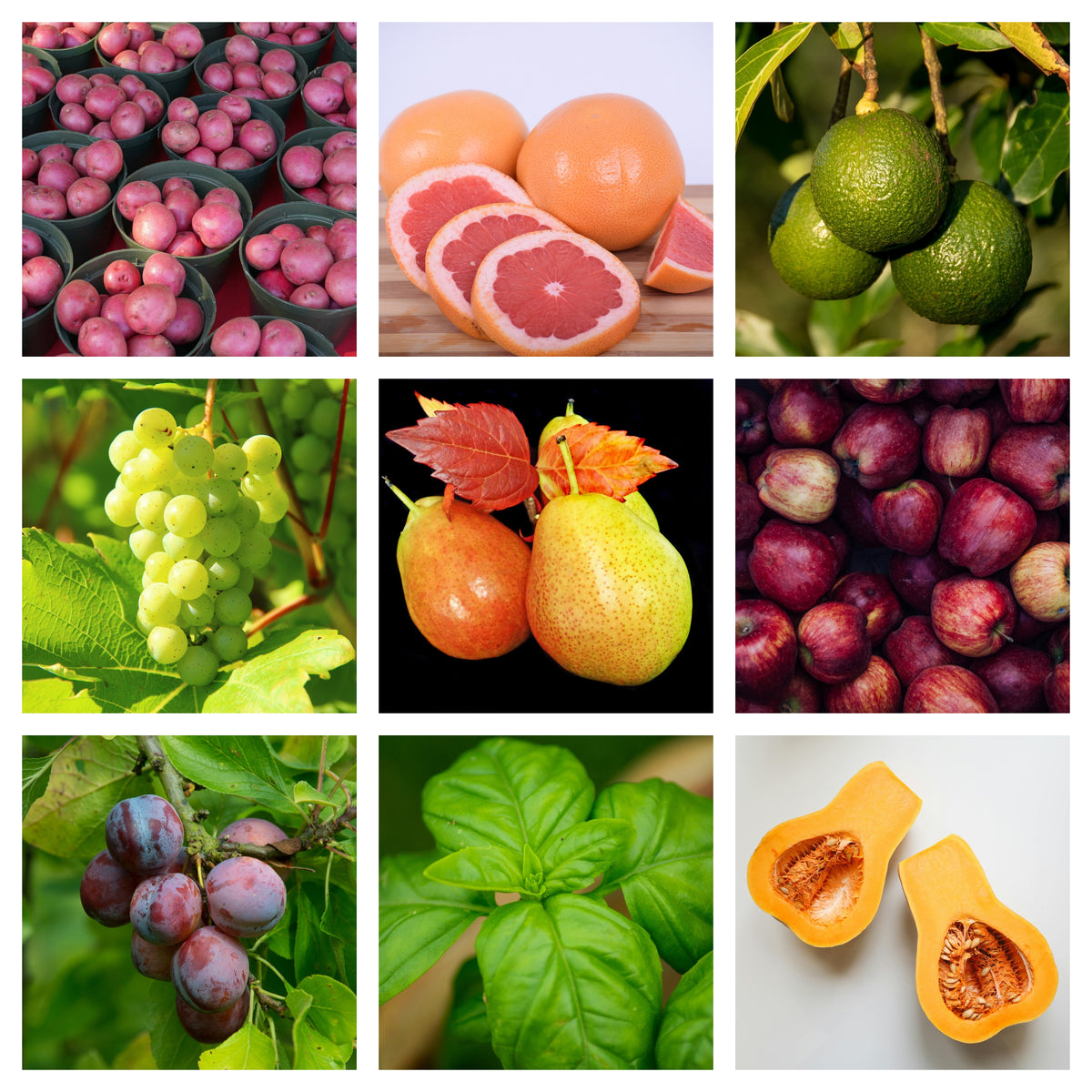 Dave's Market Update & Pick of the Week - Corella Pears - 10 April 2024