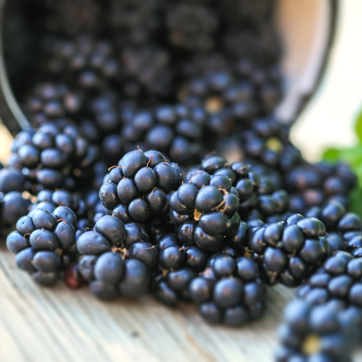 Dave's Pick of the Week - Blackberries