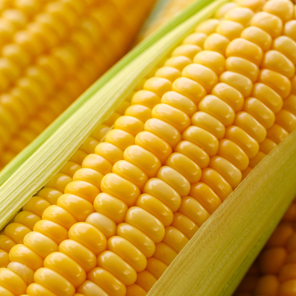 Pick of the Week - Sweet Corn