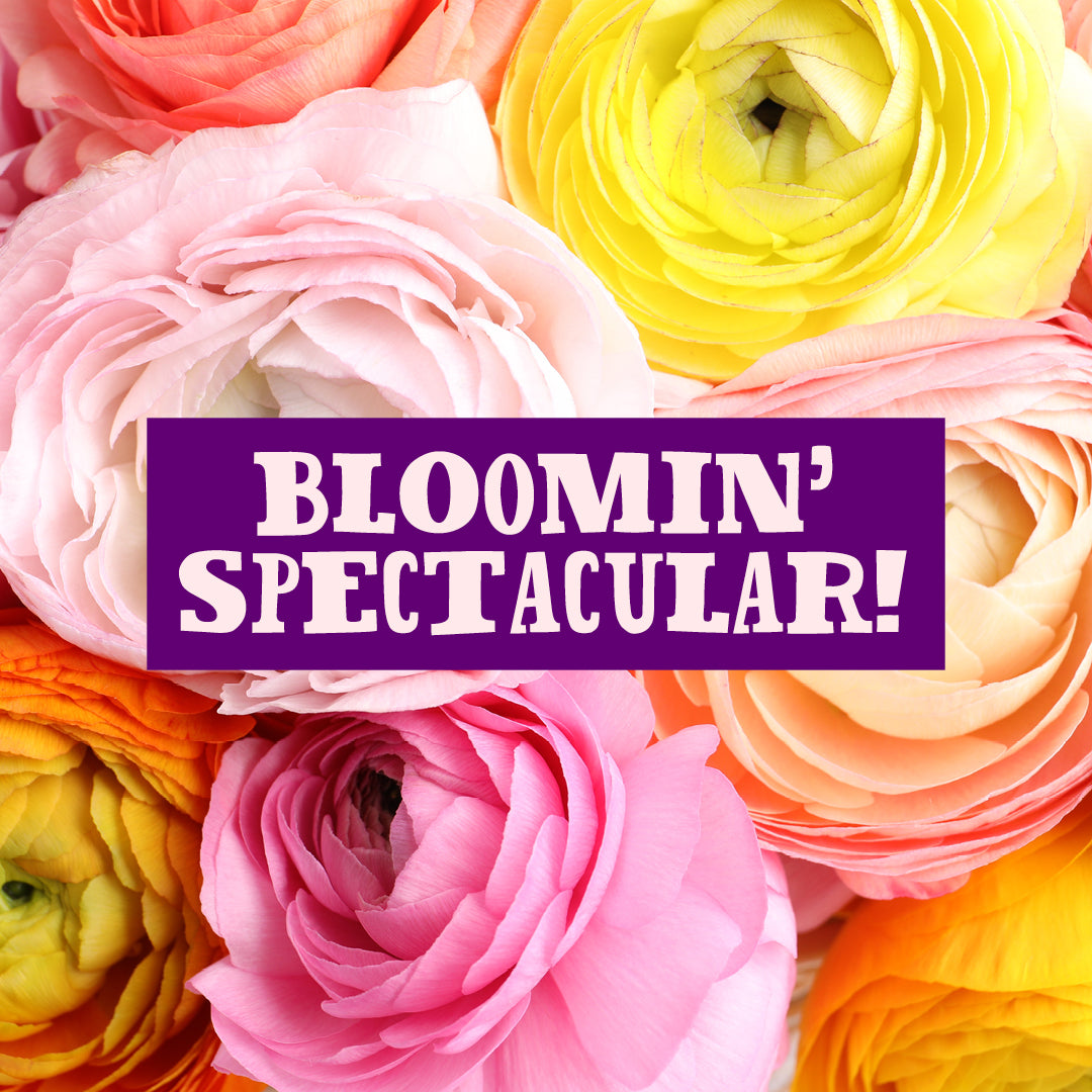 Harris Farm Flowers are Bloomin' Spectacular
