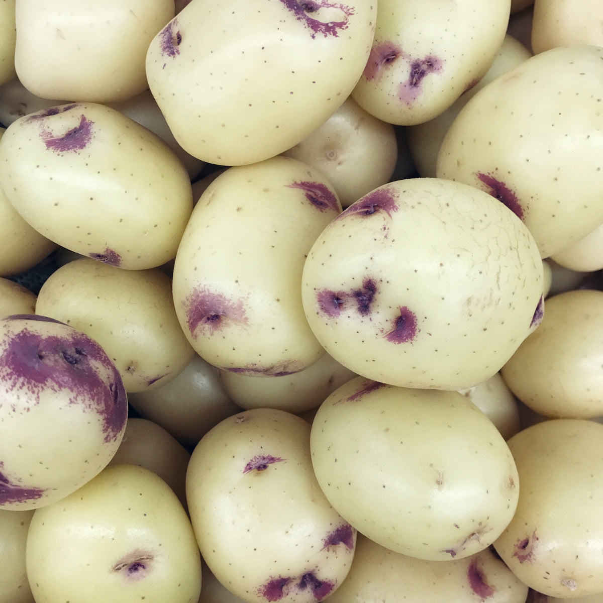 Pick of the Week - Kestrel Potatoes