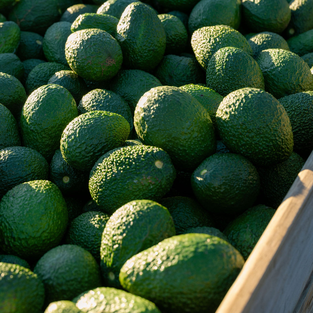 Balmoral Orchard Avocados: Quality Grown Over Generations
