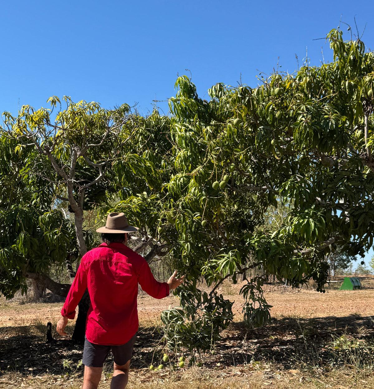 Meet NT Quality Hay: The First Mangoes of the Season