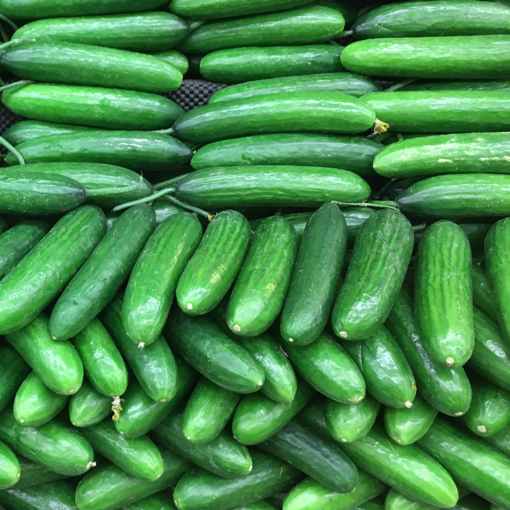 Pick of the Week - Lebanese Cucumbers