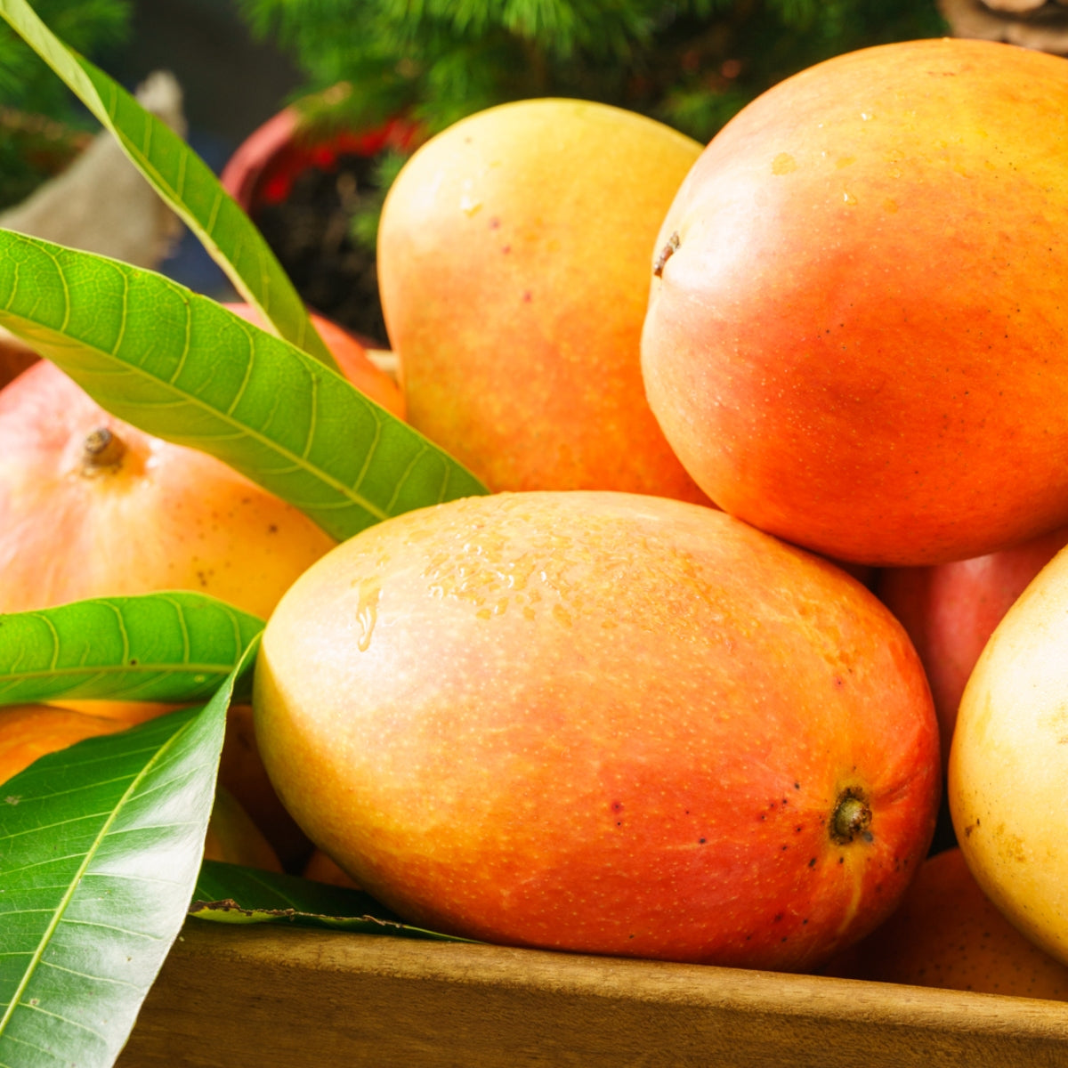 Dave's Pick of the Week - Katherine KP Mangoes
