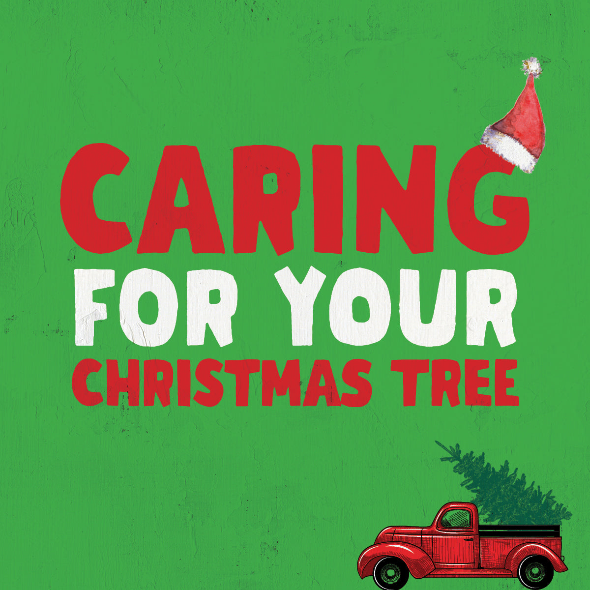 Caring For Your Christmas Tree | How to Take Care of Your Christmas Tree