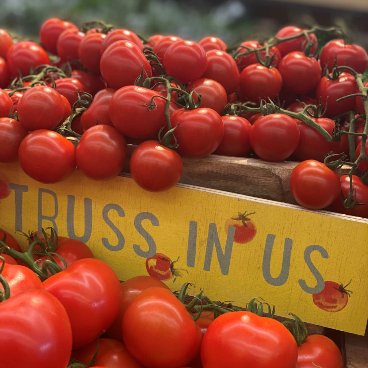 Dave's Pick of the Week - Truss Tomatoes