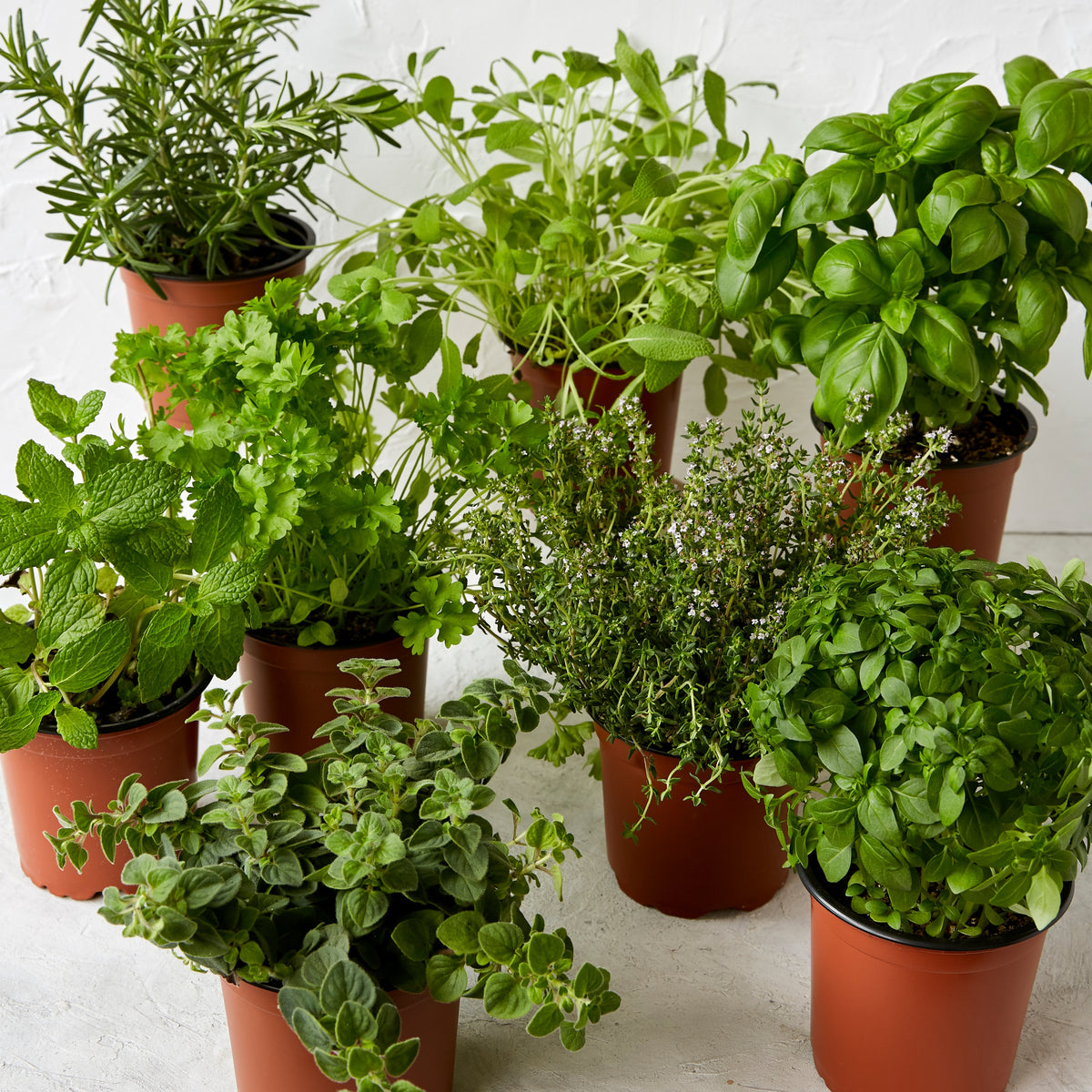 Dave's Pick of the Week - Potted Herbs