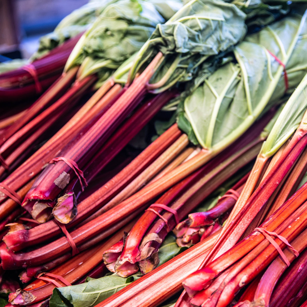 Dave's Pick of the Week - Rhubarb