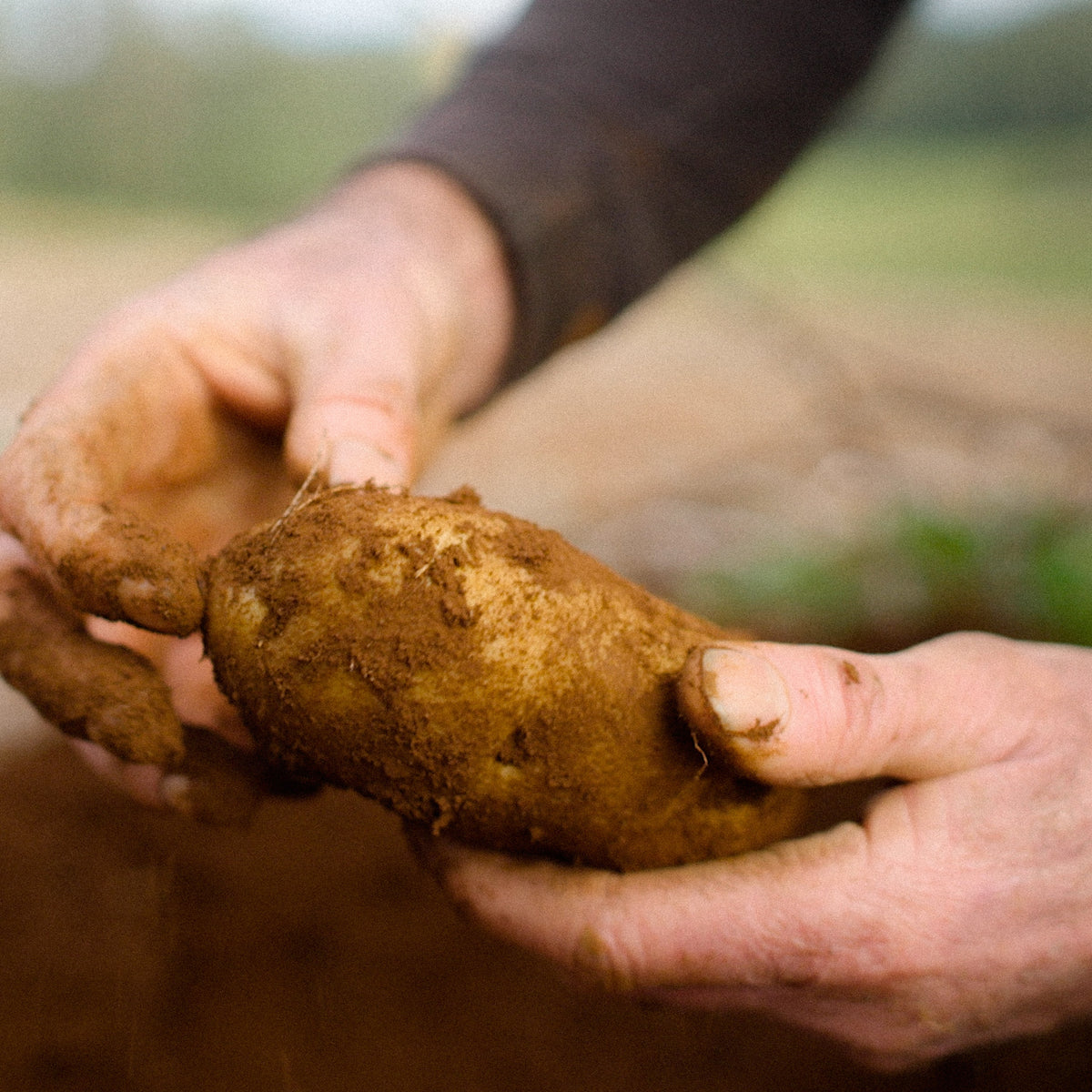 The Gourmet Potato at Harris Farm