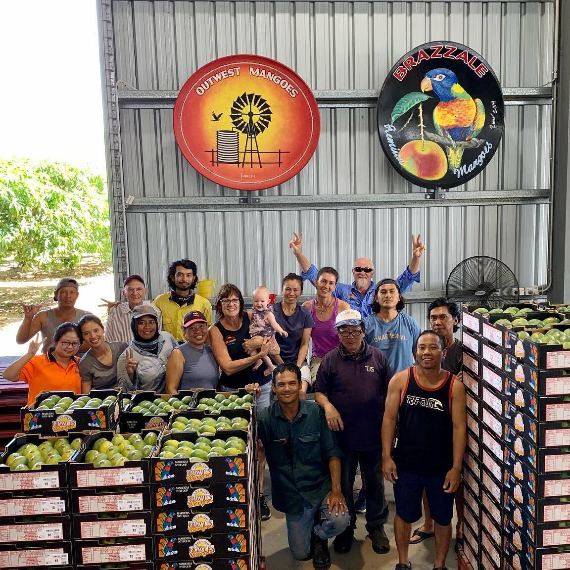 Meet Brazzale Mangoes: From Tobacco Farm to Mango Orchard
