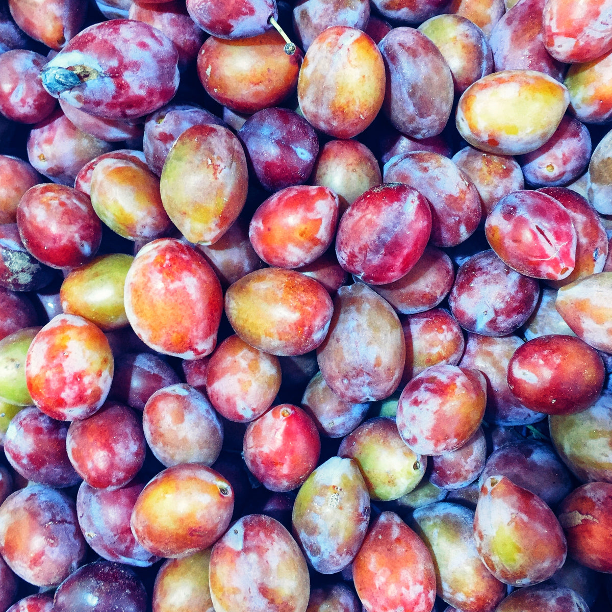 Dave's Pick of the Week - Sugar Plums