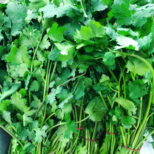 coriander pick of the week