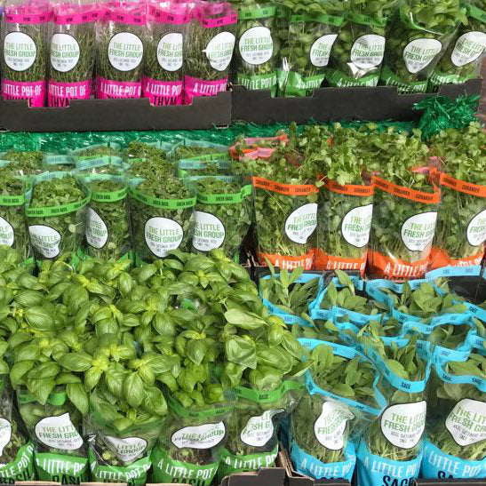 Pick of the Week - Potted Fresh Herbs