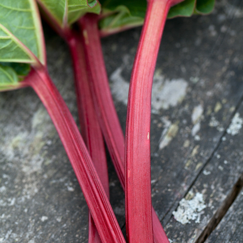 Pick of the Week - Rhubarb