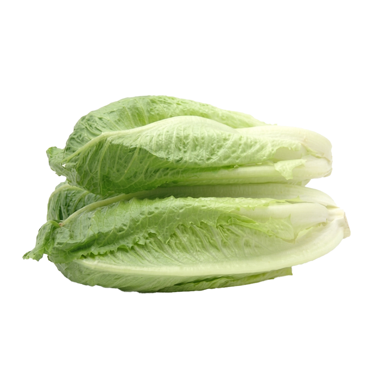 Chinese Cabbage Baby Twin Pack