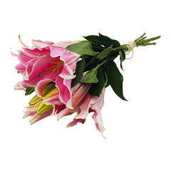 Flowers Oriental Lilies Pink Bunch