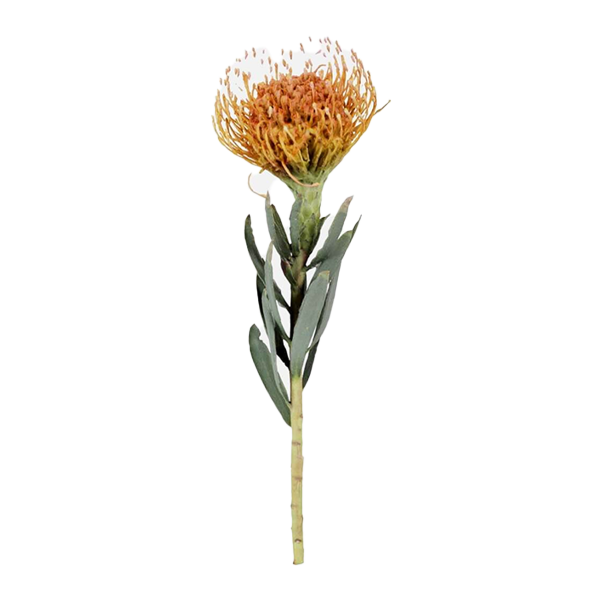 Pincushion Cordi Folium Flower
