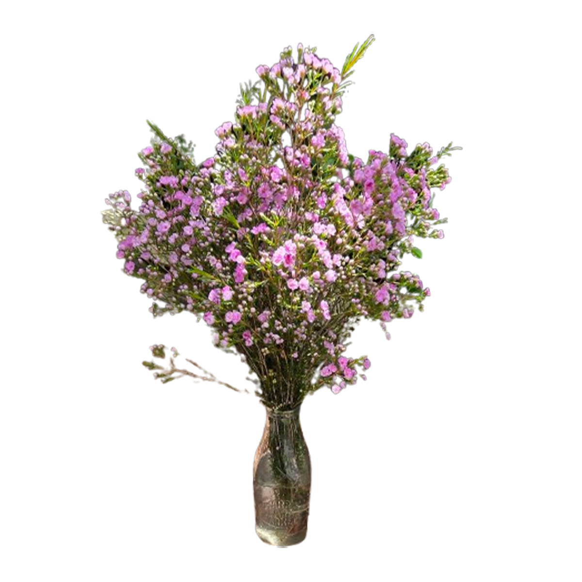 Wax Flower