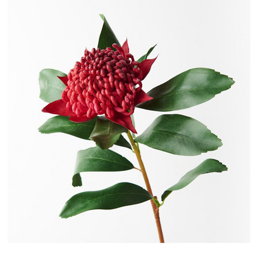 Flowers Waratah