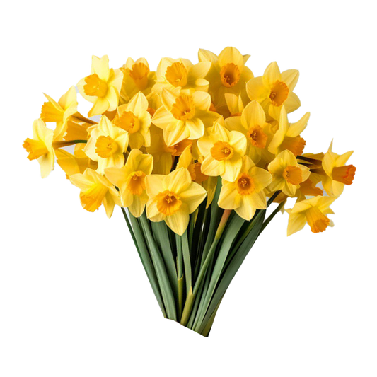 Flowers Daffodil