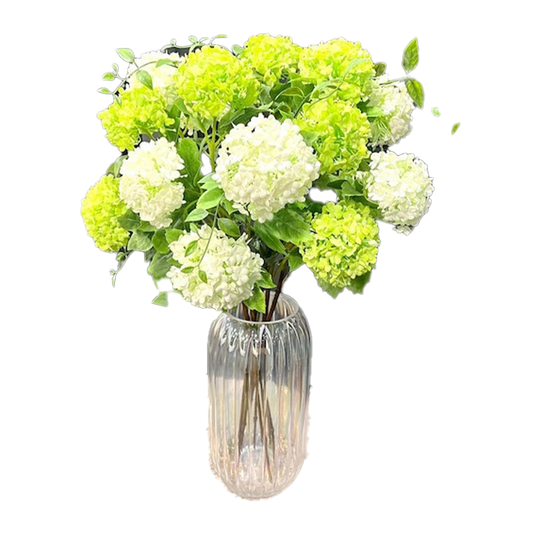 Flowers Guelder Rose