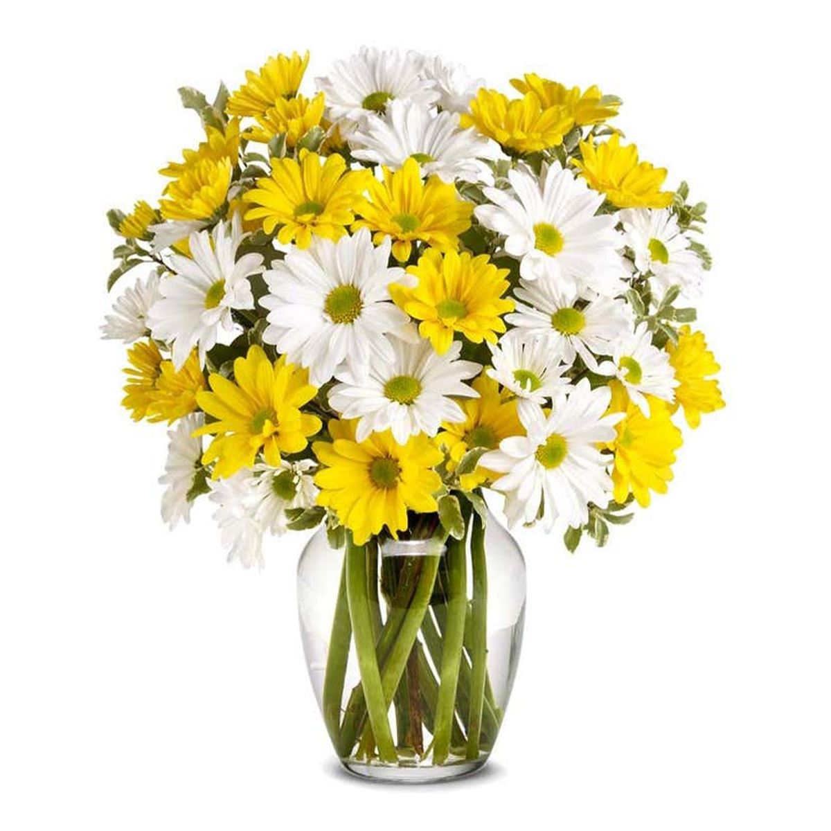 Flowers Daisy