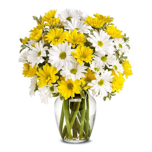 Flowers Daisy