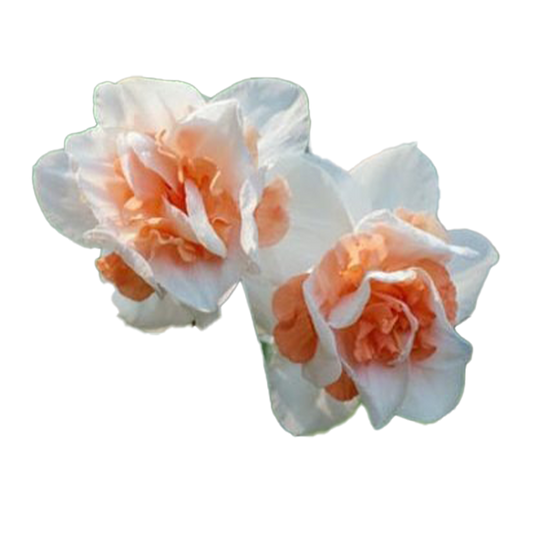 Flowers Double Daffodil