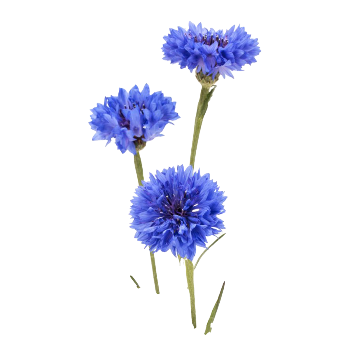 Cornflower Plant