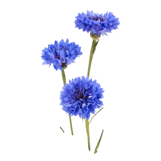 Cornflower Plant