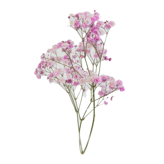 Pink Baby's Breath Dyed Flowers
