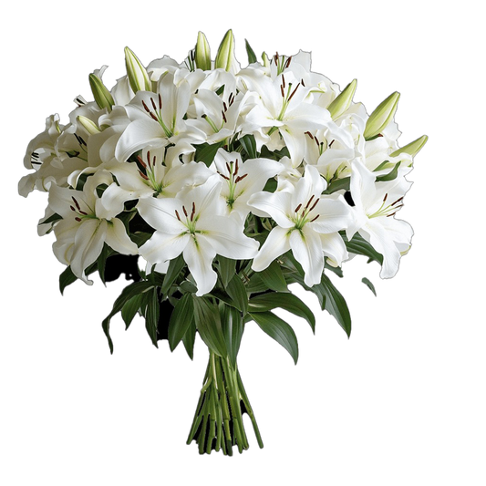 Lily Oriental White Flower XL