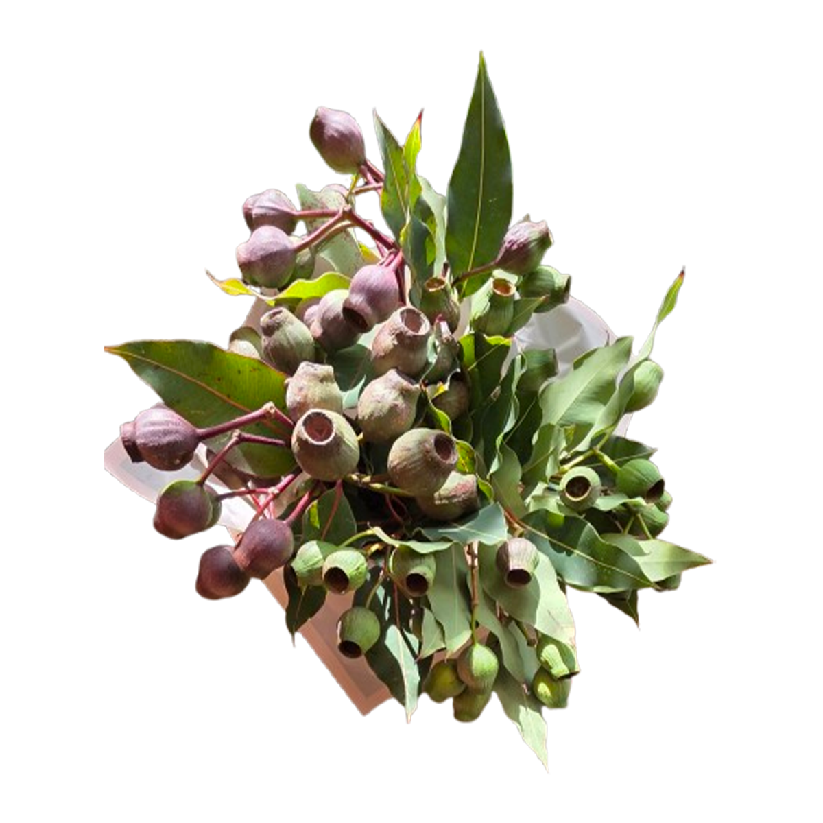 Flower Gumnuts