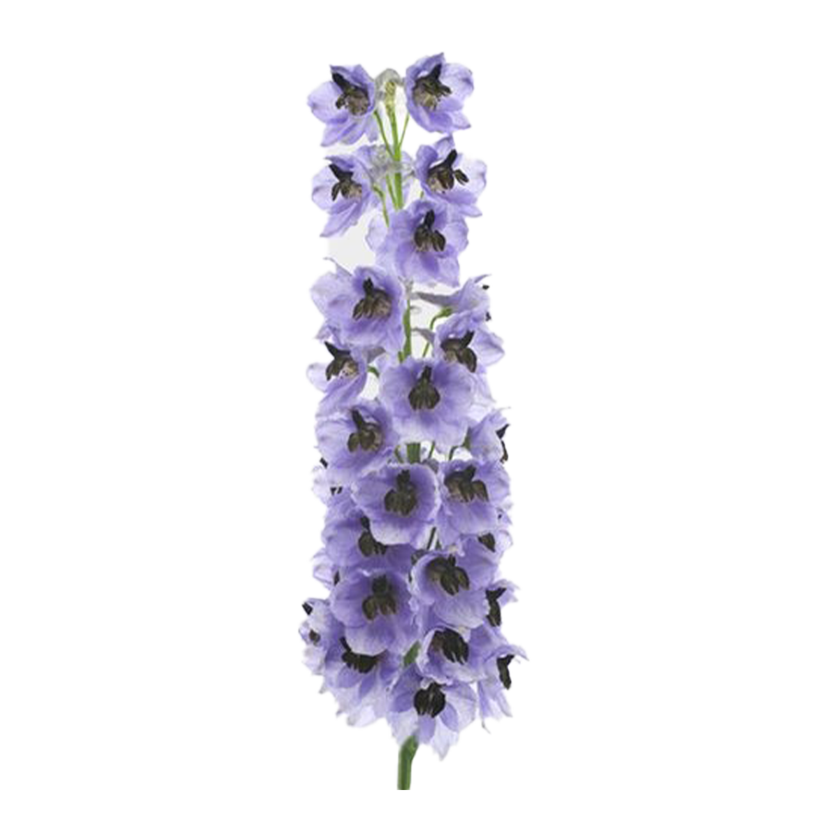 Flowers Delphinium Hybrid