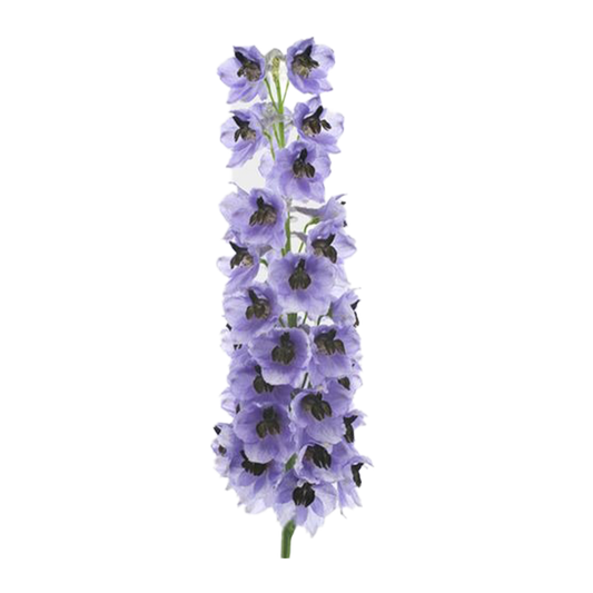 Flowers Delphinium Hybrid