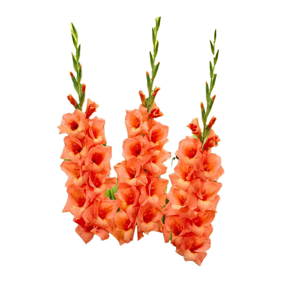 Flowers Gladioli Color