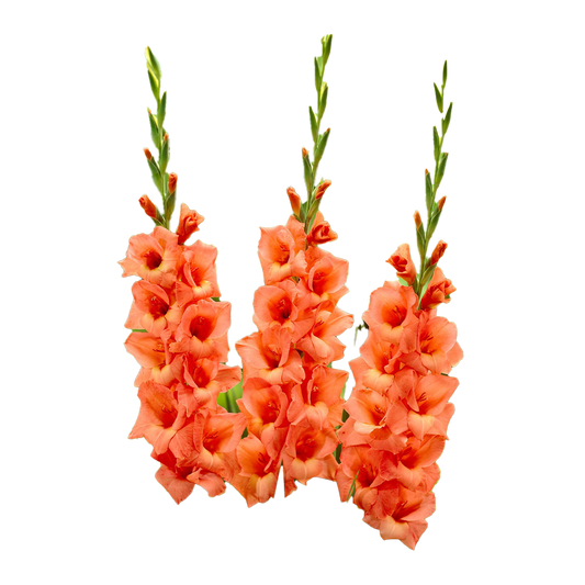 Flowers Gladioli Color