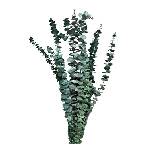 Gum Spinning Leaves