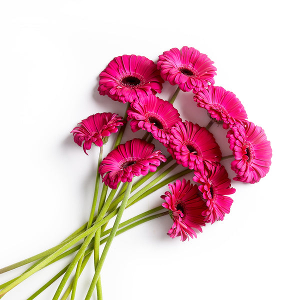 Flowers Gerberas 10 Stem Bunch