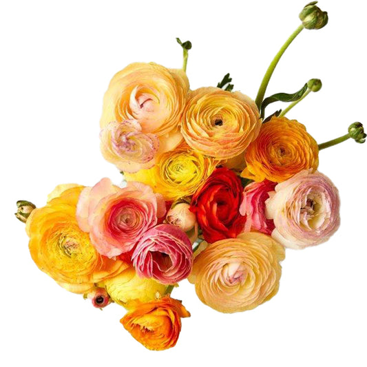 Flowers Ranunculus Premium Bunch