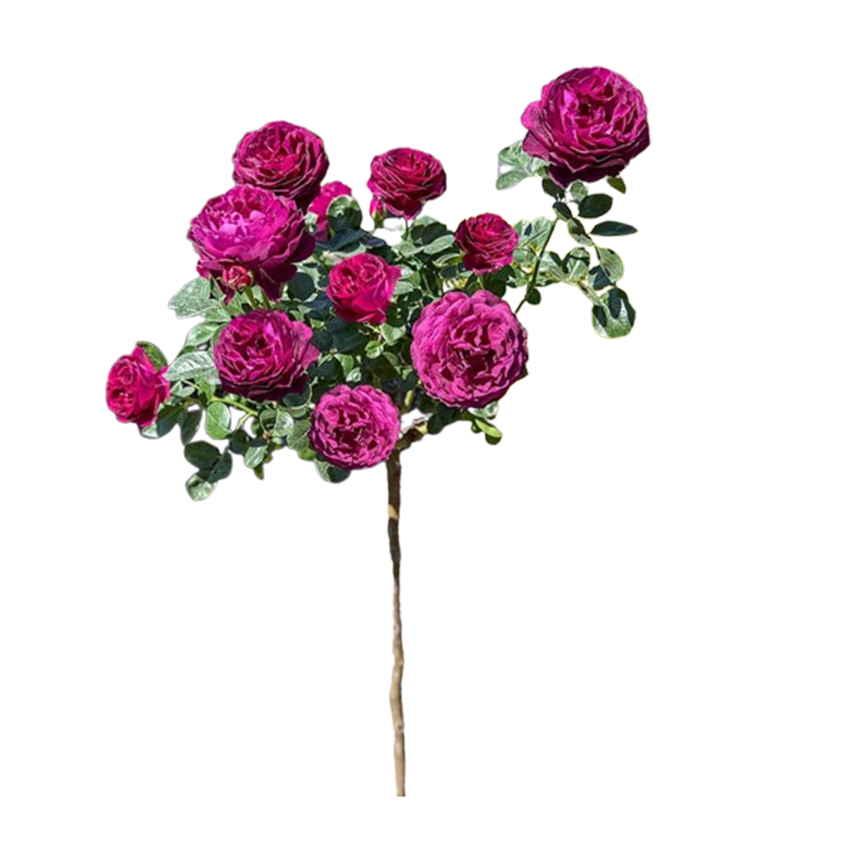 Grandiflora Roses Premium 40cm