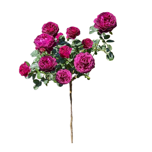 Grandiflora Roses Premium 40cm