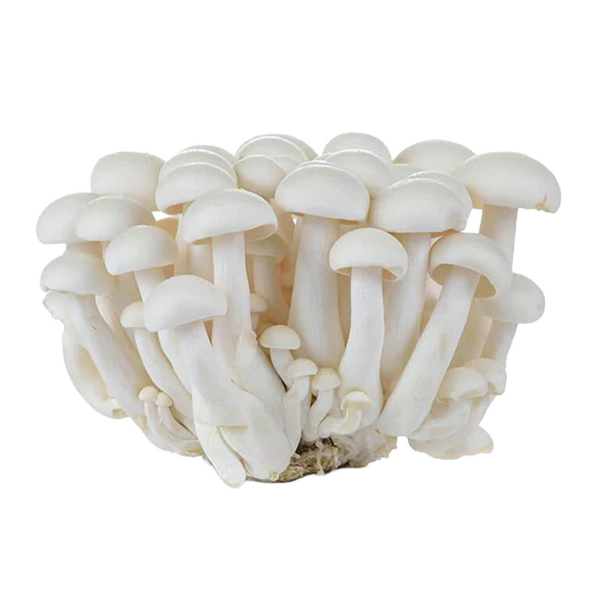 Mushrooms Shimeji White 350g