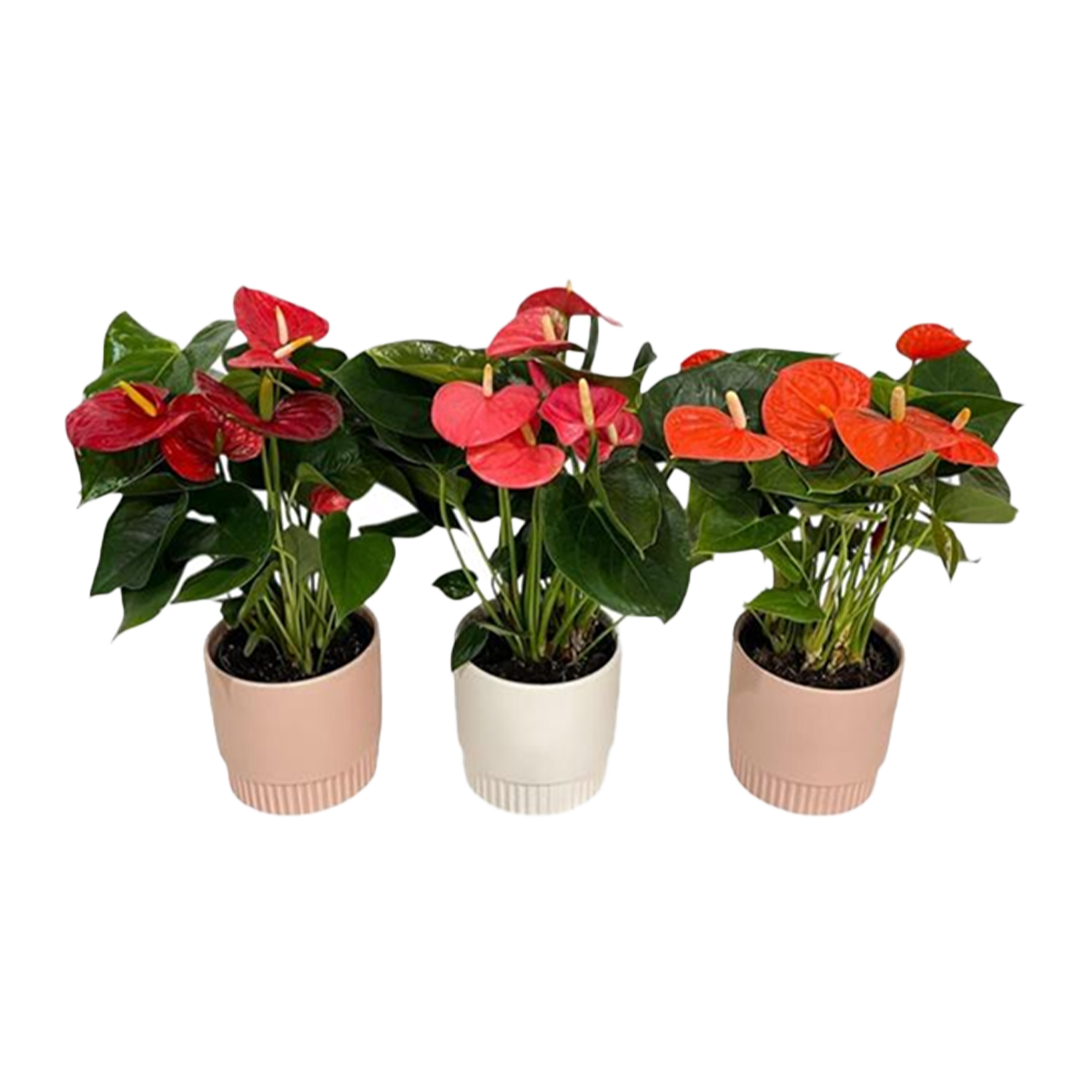 Anthurium Plant Small