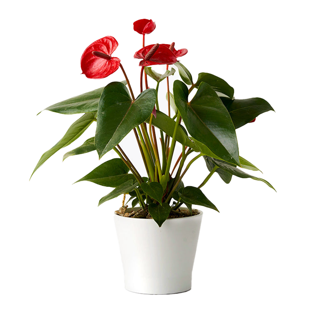 Anthurium Plant Small | Harris Farm Markets Online