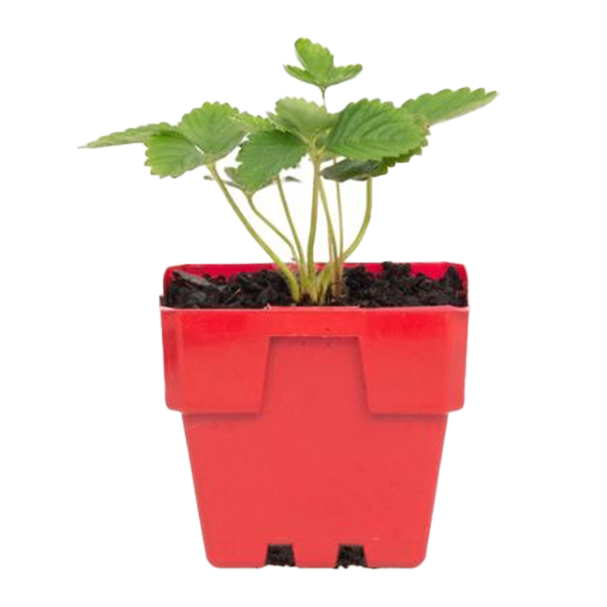 Strawberry Plant 100mm
