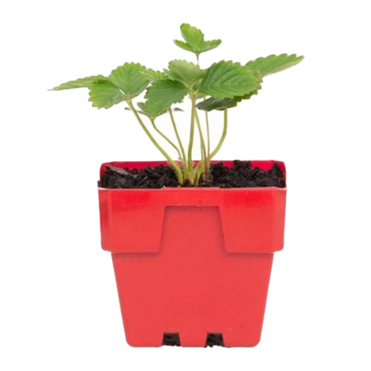 Strawberry Plant 100mm