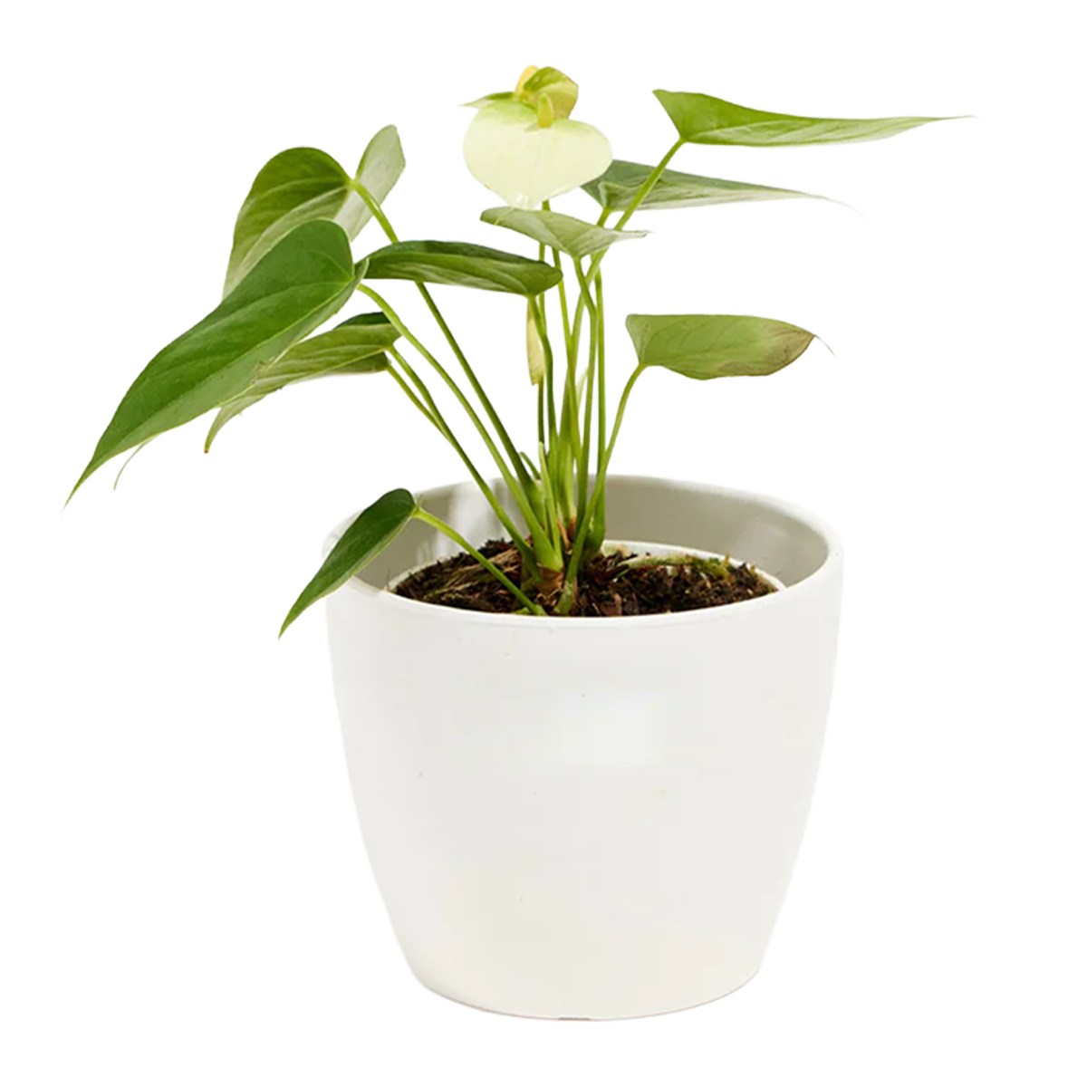 Anthurium Plant Large